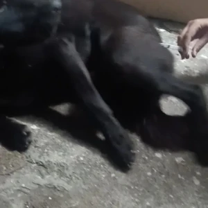 Rabies vaccination-571