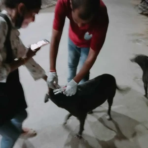 Rabies vaccination-459