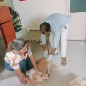 Rabies vaccination-481