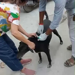 Rabies vaccination-647