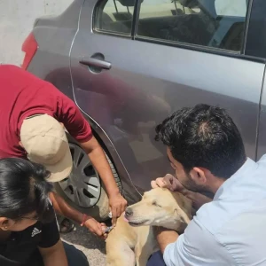 Rabies vaccination-308