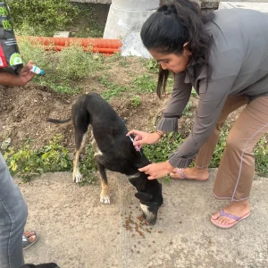 Rabies vaccination-575