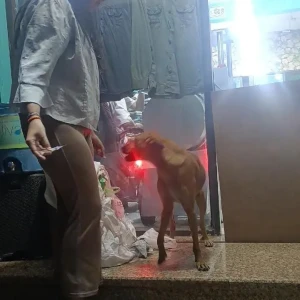 Rabies vaccination-570