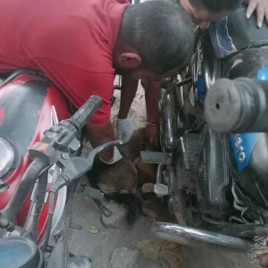 Rabies vaccination-443