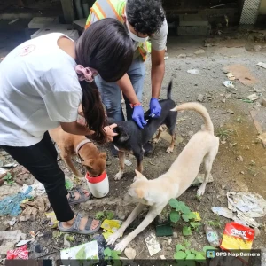 Rabies vaccination-434