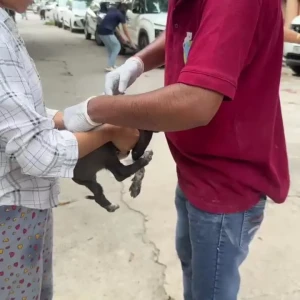 Rabies vaccination-561