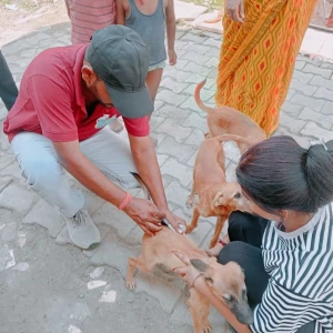 Rabies vaccination-376
