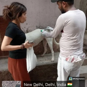 Rabies vaccination-399