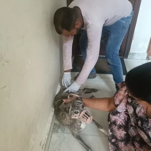 Rabies vaccination-350