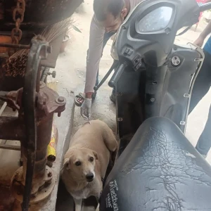 Rabies vaccination-349