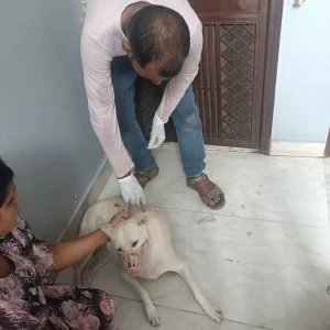 Rabies vaccination-352