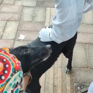 Rabies vaccination-616