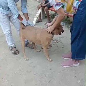 Rabies vaccination-650