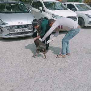 Rabies vaccination-540