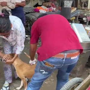 Rabies vaccination-553