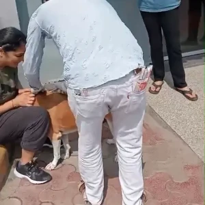 Rabies vaccination-627