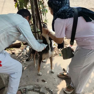Rabies vaccination-607