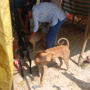 Rabies vaccination-367