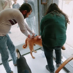 Rabies vaccination-543