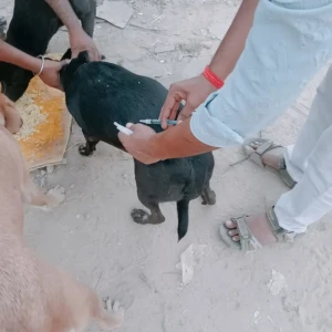 Rabies vaccination-496