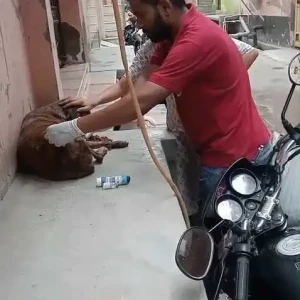 Rabies vaccination-633