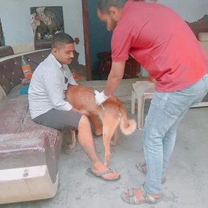 Rabies vaccination-596