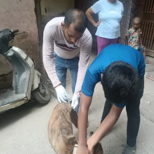 Rabies vaccination-354