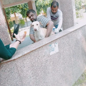 Rabies vaccination-538