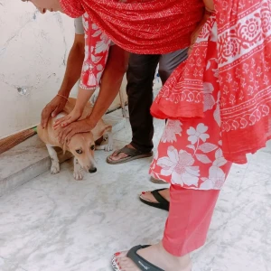 Rabies vaccination-531