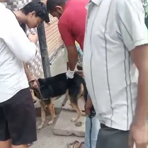 Rabies vaccination-638