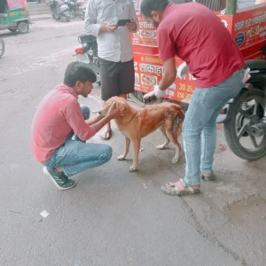 Rabies vaccination-595