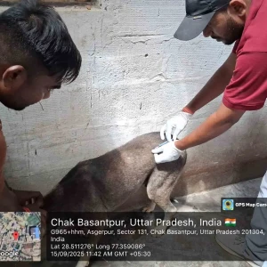 Rabies vaccination-392