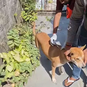 Rabies vaccination-658