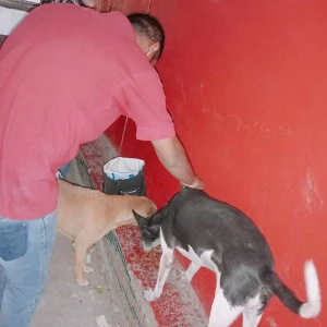 Rabies vaccination-466