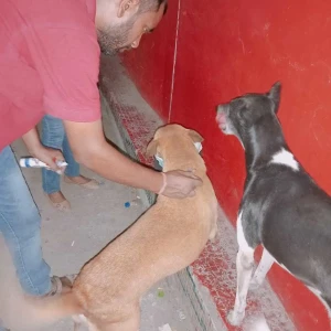 Rabies vaccination-455