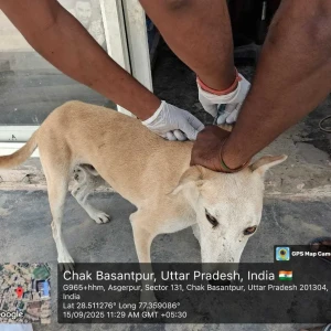 Rabies vaccination-385