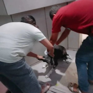 Rabies vaccination-452