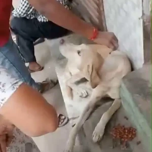 Rabies vaccination-636