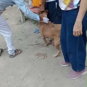 Rabies vaccination-651
