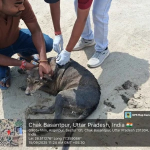 Rabies vaccination-388