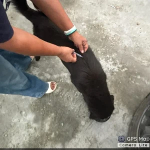 Rabies vaccination-426