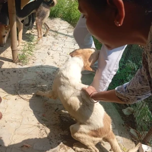 Rabies vaccination-371