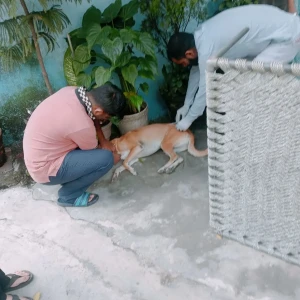 Rabies vaccination-513