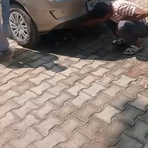 Rabies vaccination-619