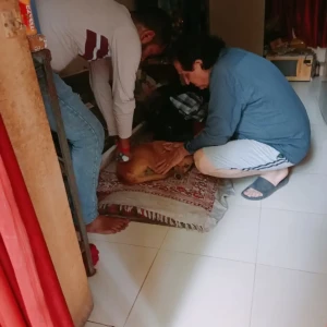 Rabies vaccination-527