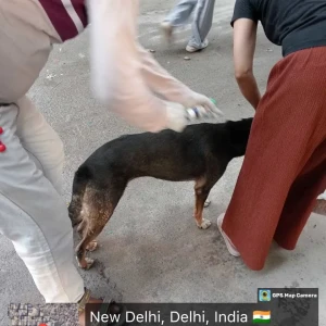 Rabies vaccination-408