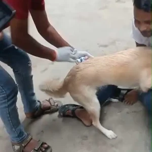 Rabies vaccination-632