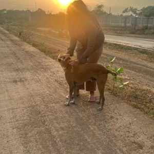 Rabies vaccination-580