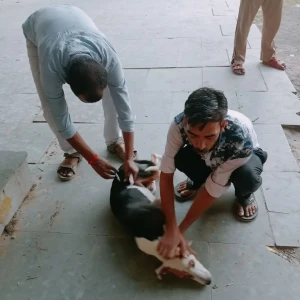 Rabies vaccination-479