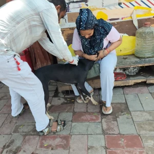 Rabies vaccination-603